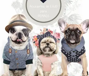 ACCESORIOS PARA PERROS